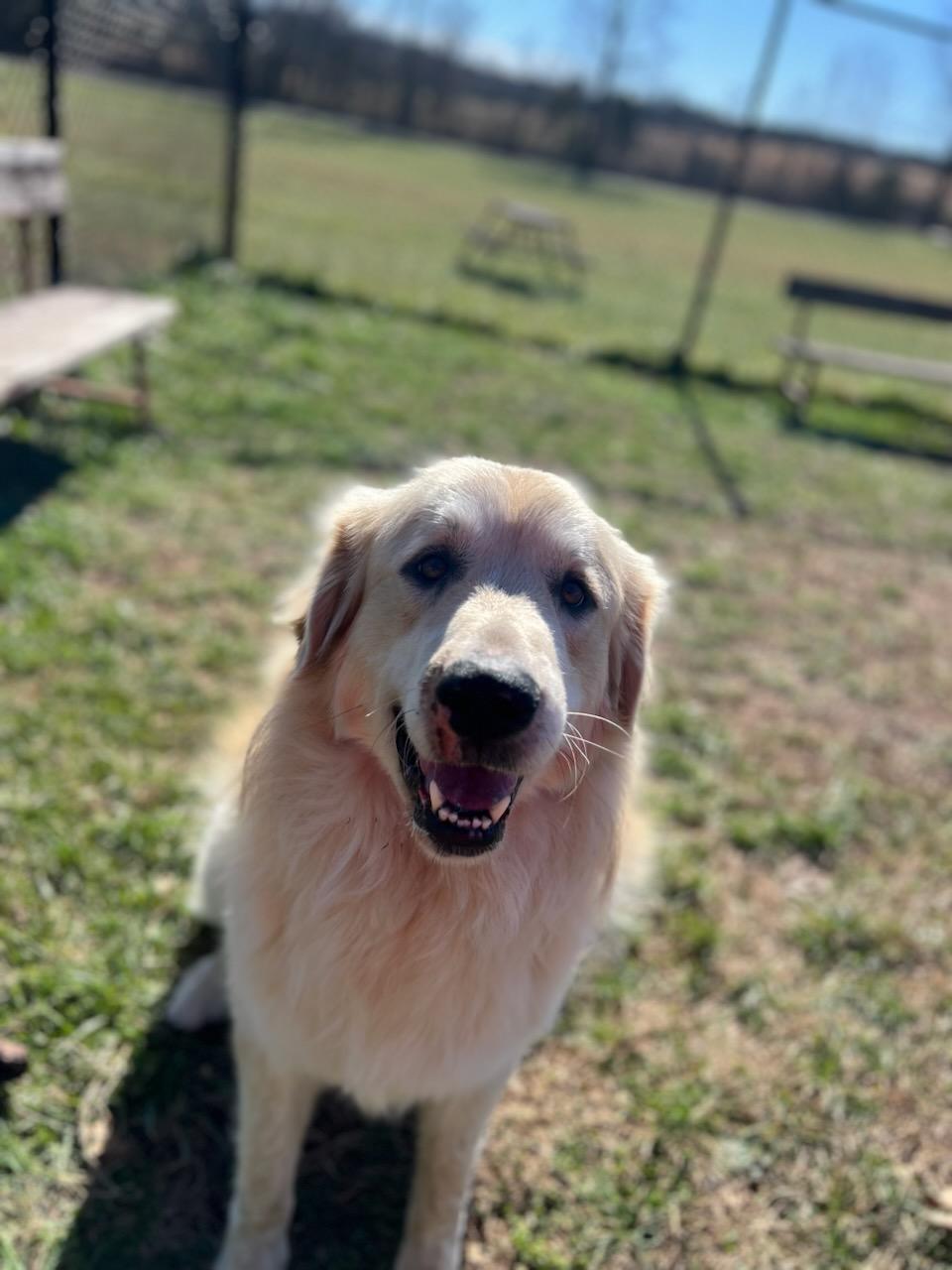 Enlarge Titan, a ADOPTABLE mixed breed in Lebanon, TN image 4/5
