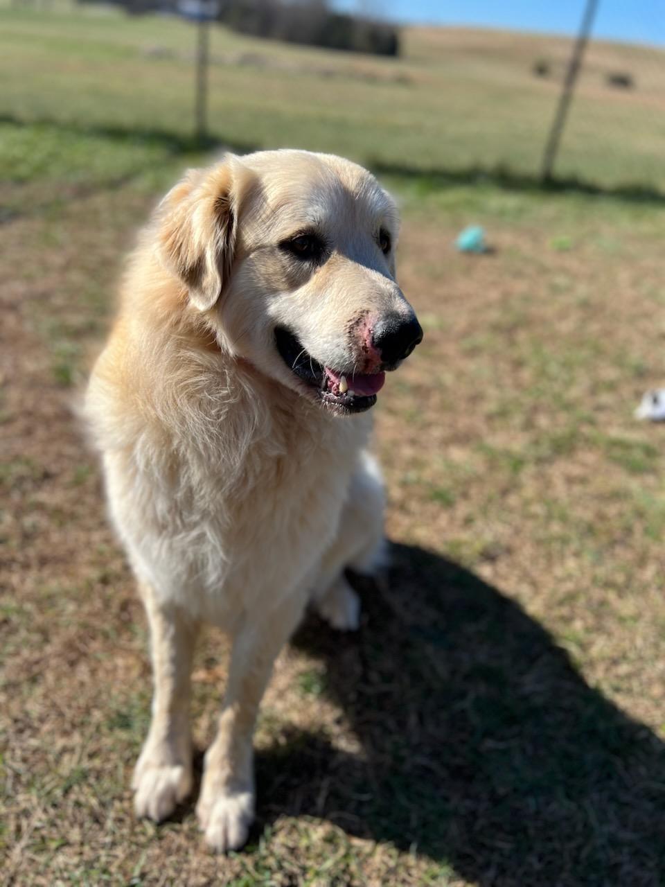 Enlarge Titan, a ADOPTABLE mixed breed in Lebanon, TN image 2/5