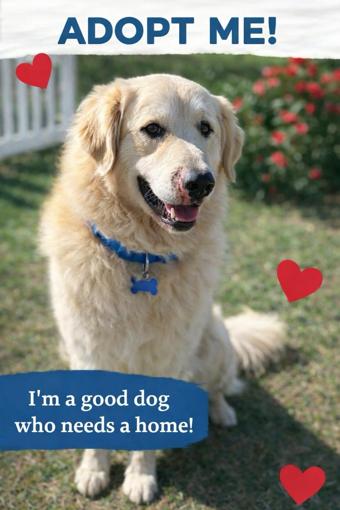 Titan, ADOPTABLE, Adult Male Great Pyrenees.
