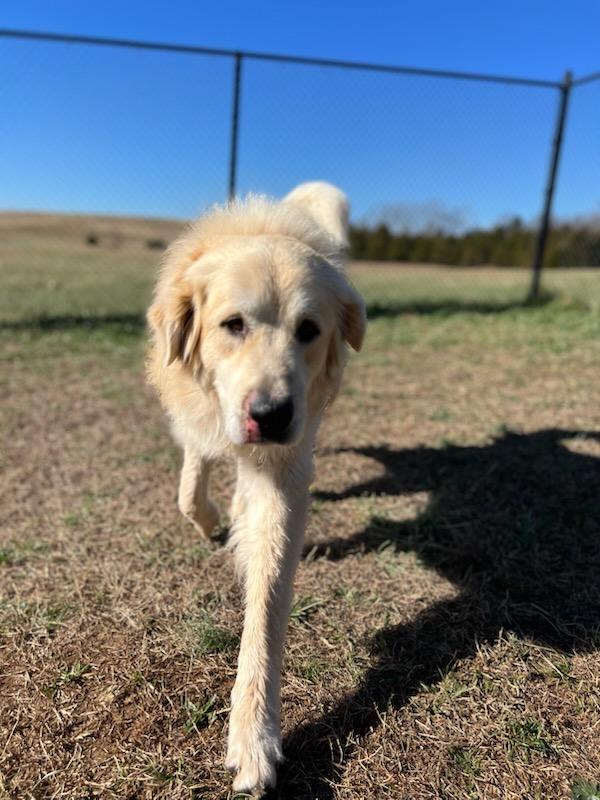 Enlarge Titan, a ADOPTABLE mixed breed in Lebanon, TN image 3/5
