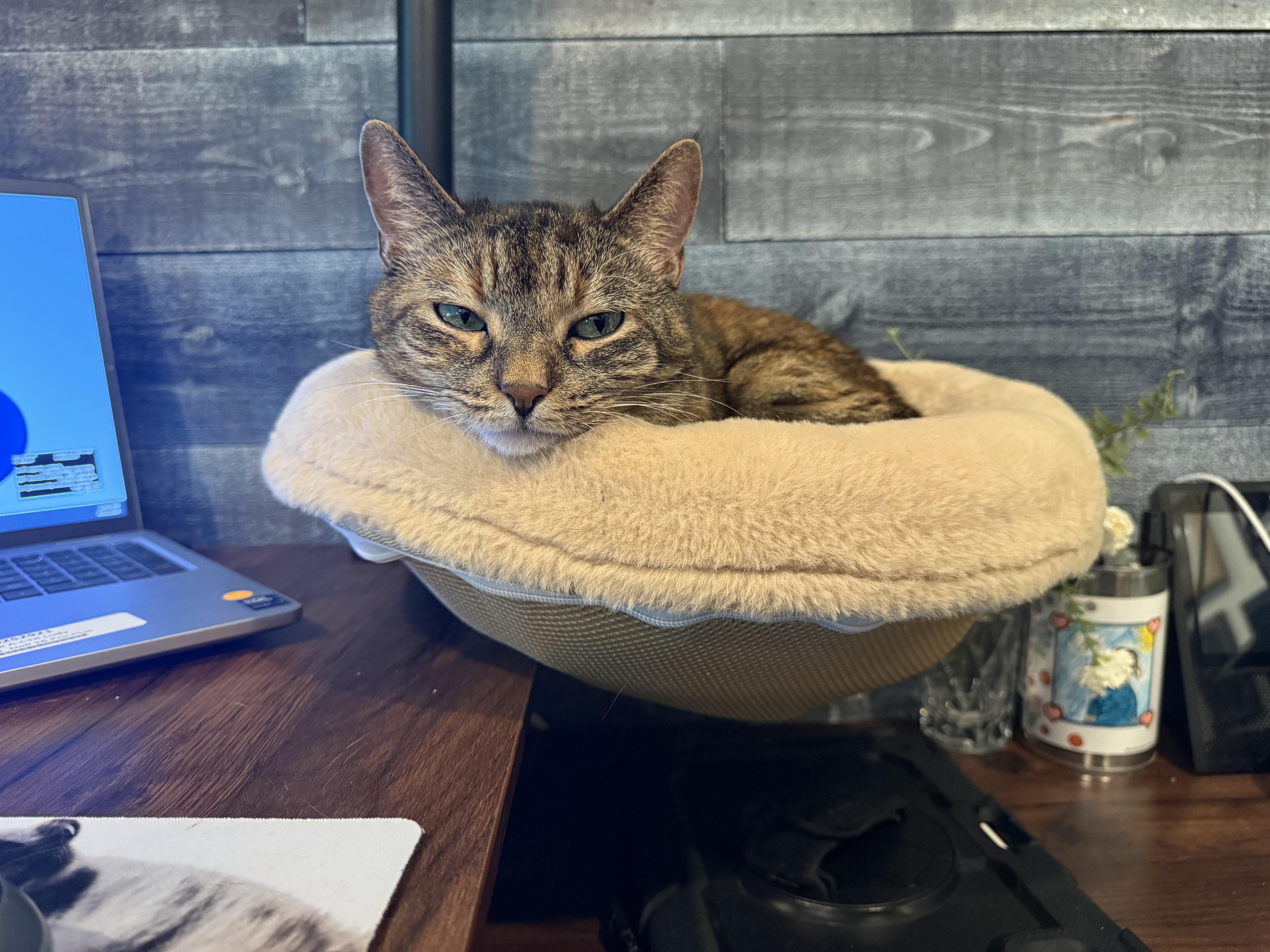 Enlarge Joan, a Adoptable Domestic Short Hair in Galloway, NJ image 4/6