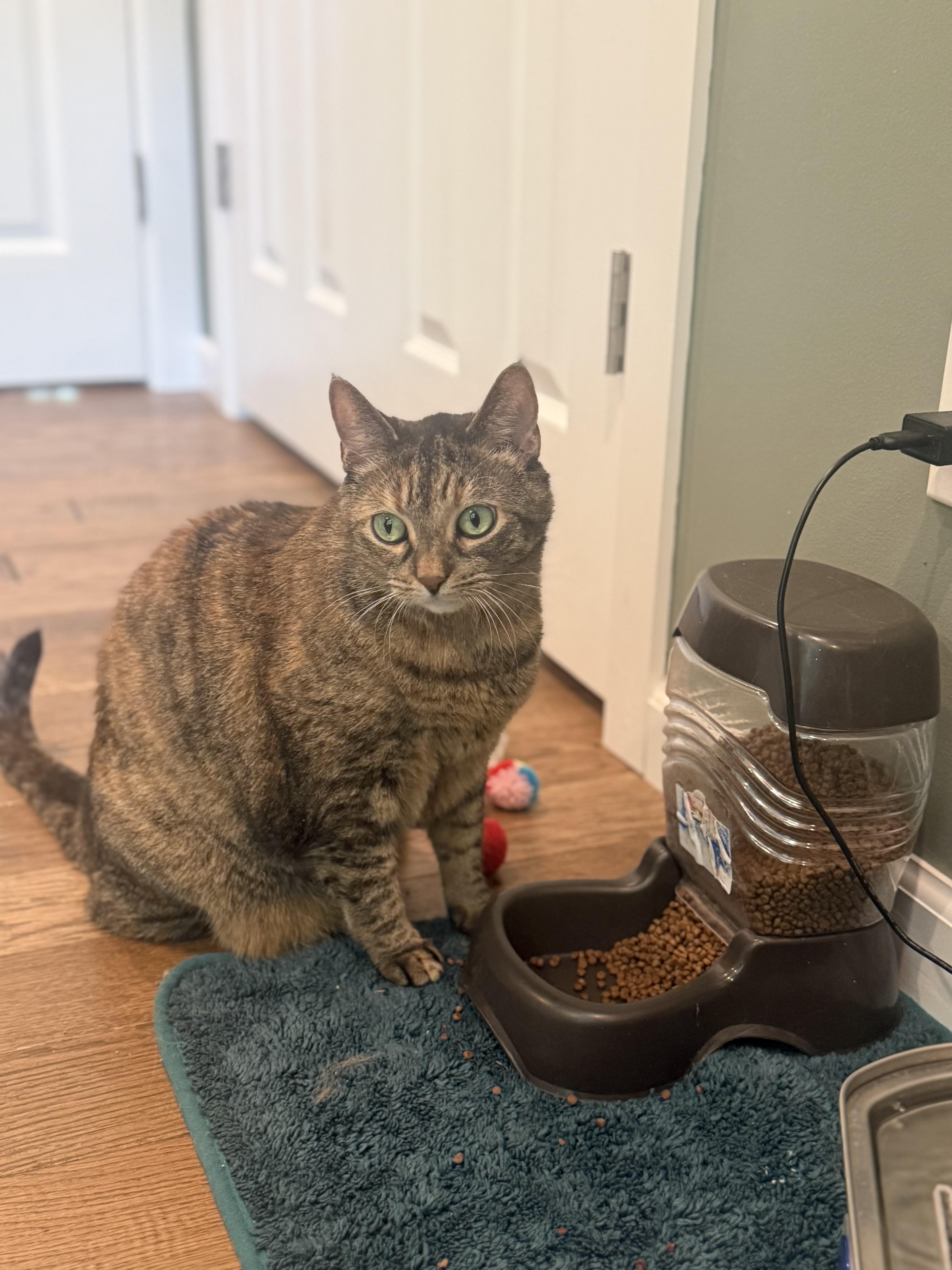 Enlarge Joan, a Adoptable Domestic Short Hair in Galloway, NJ image 1/6