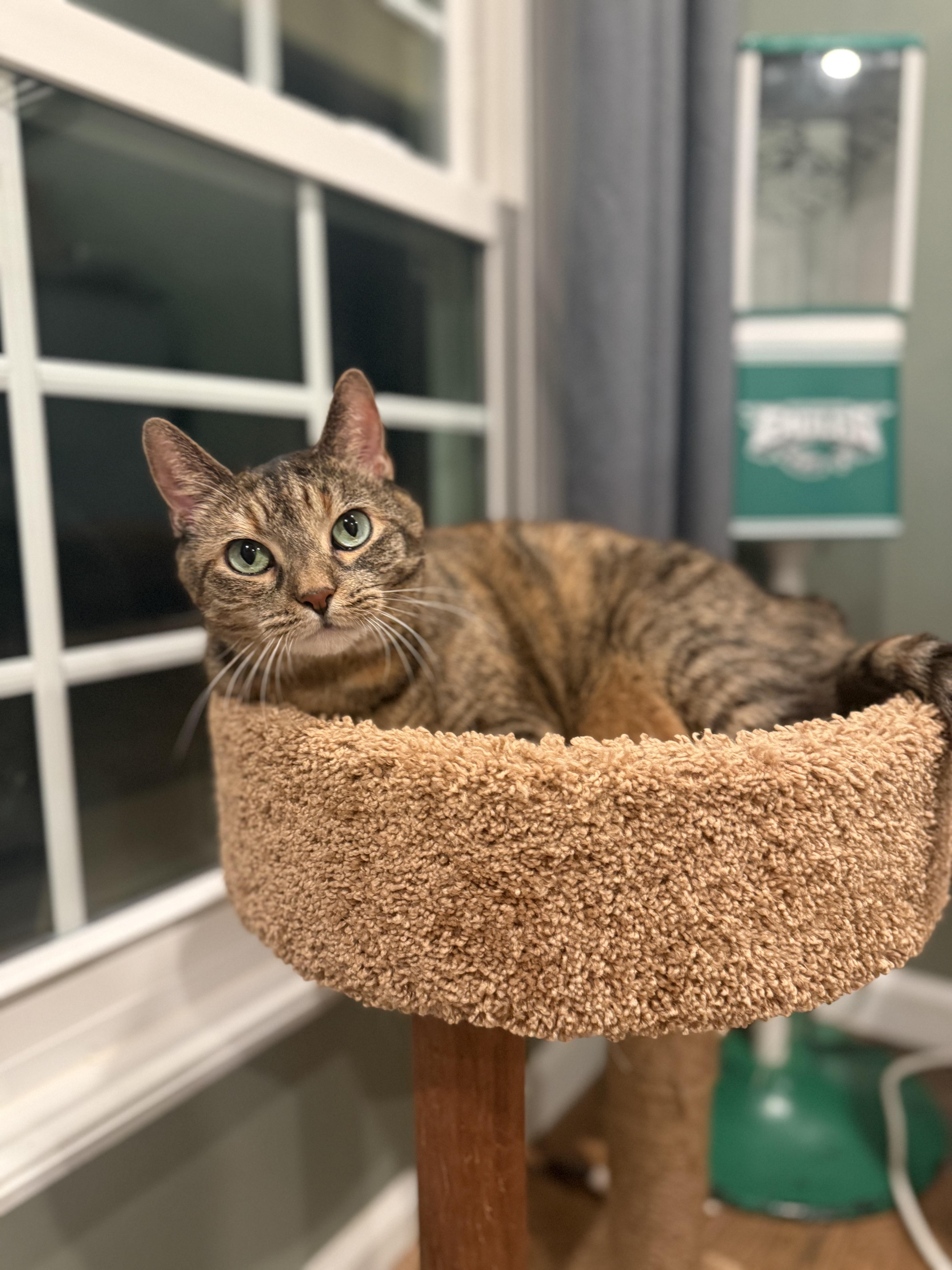 Enlarge Joan, a Adoptable Domestic Short Hair in Galloway, NJ image 2/6