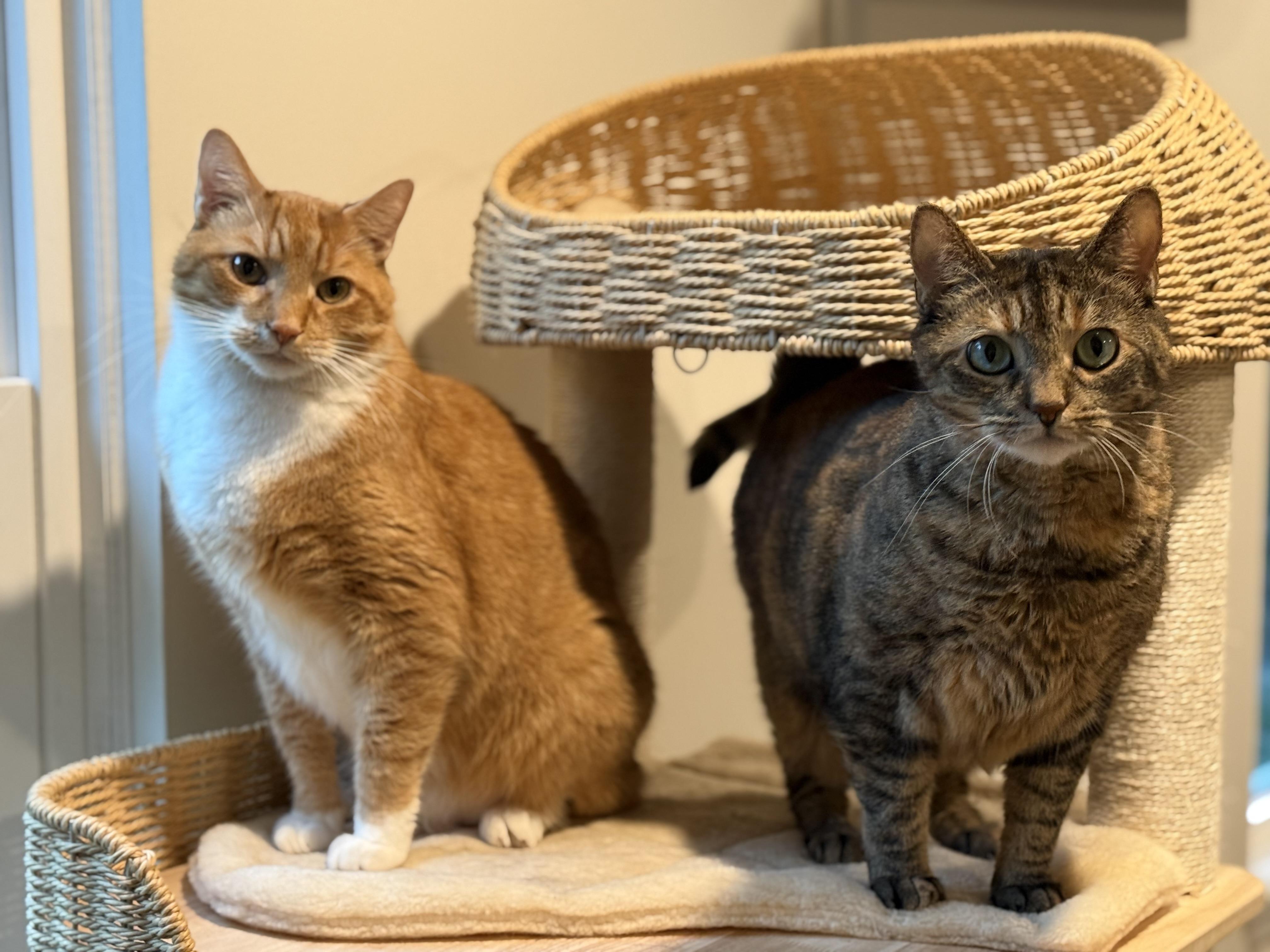 Enlarge Joan, a Adoptable Domestic Short Hair in Galloway, NJ image 3/6