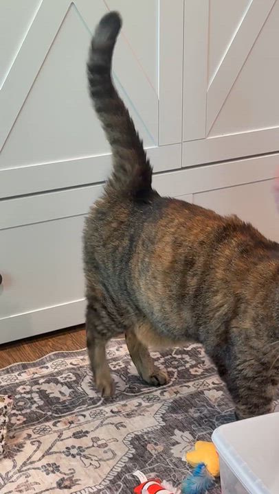 Enlarge Joan, a Adoptable Domestic Short Hair in Galloway, NJ video 5/6