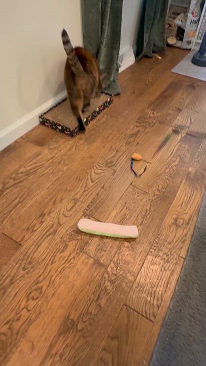 Enlarge Joan, a Adoptable Domestic Short Hair in Galloway, NJ video 6/6