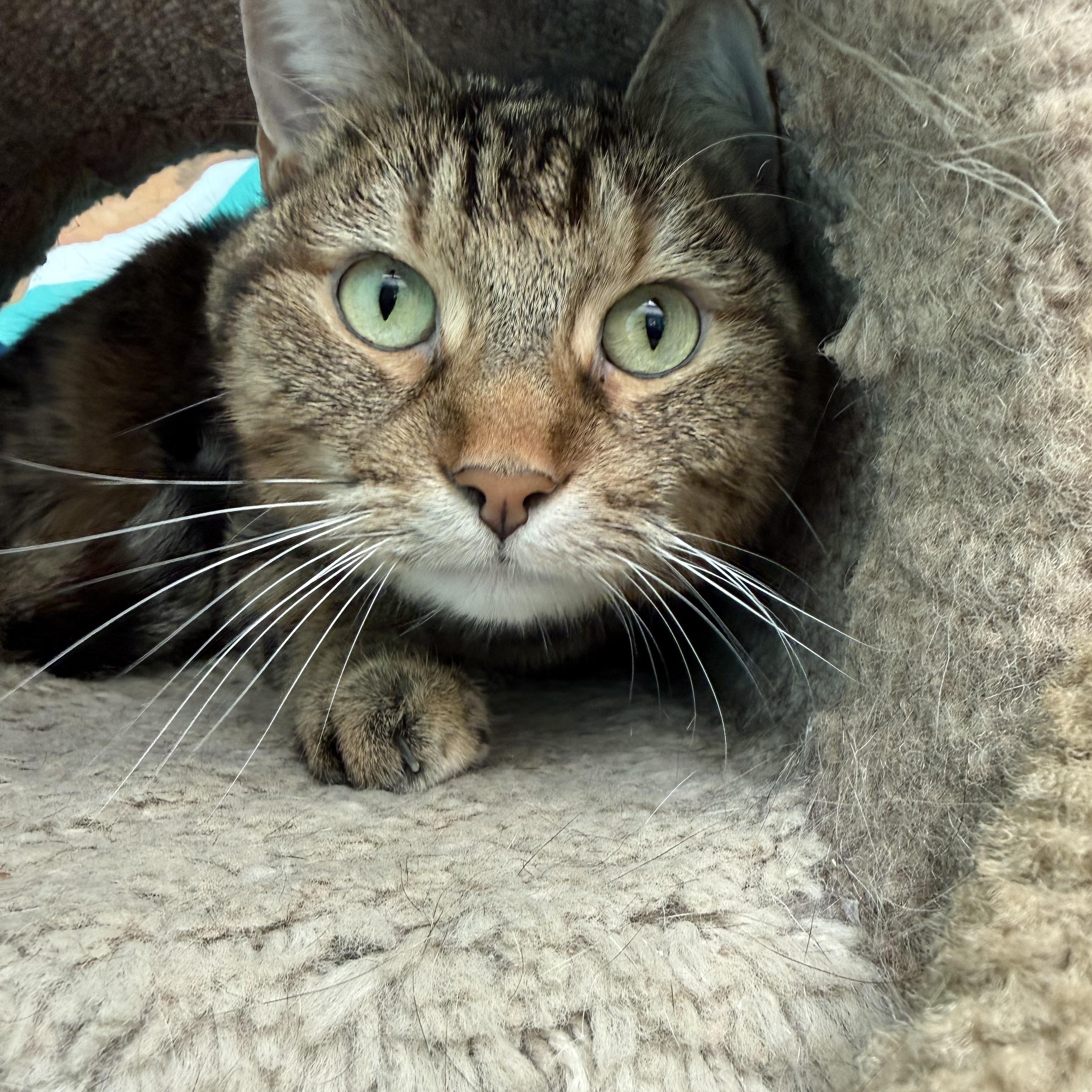 Hitch, a ADOPTABLE Tabby in Newport Beach, CA image 6/7