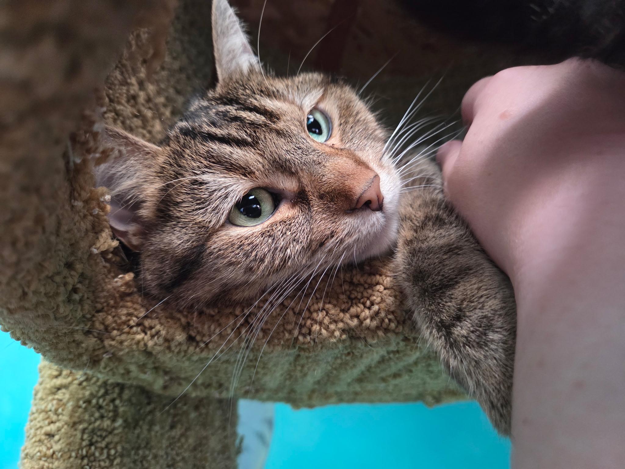 Hitch, a ADOPTABLE Tabby in Newport Beach, CA image 3/7