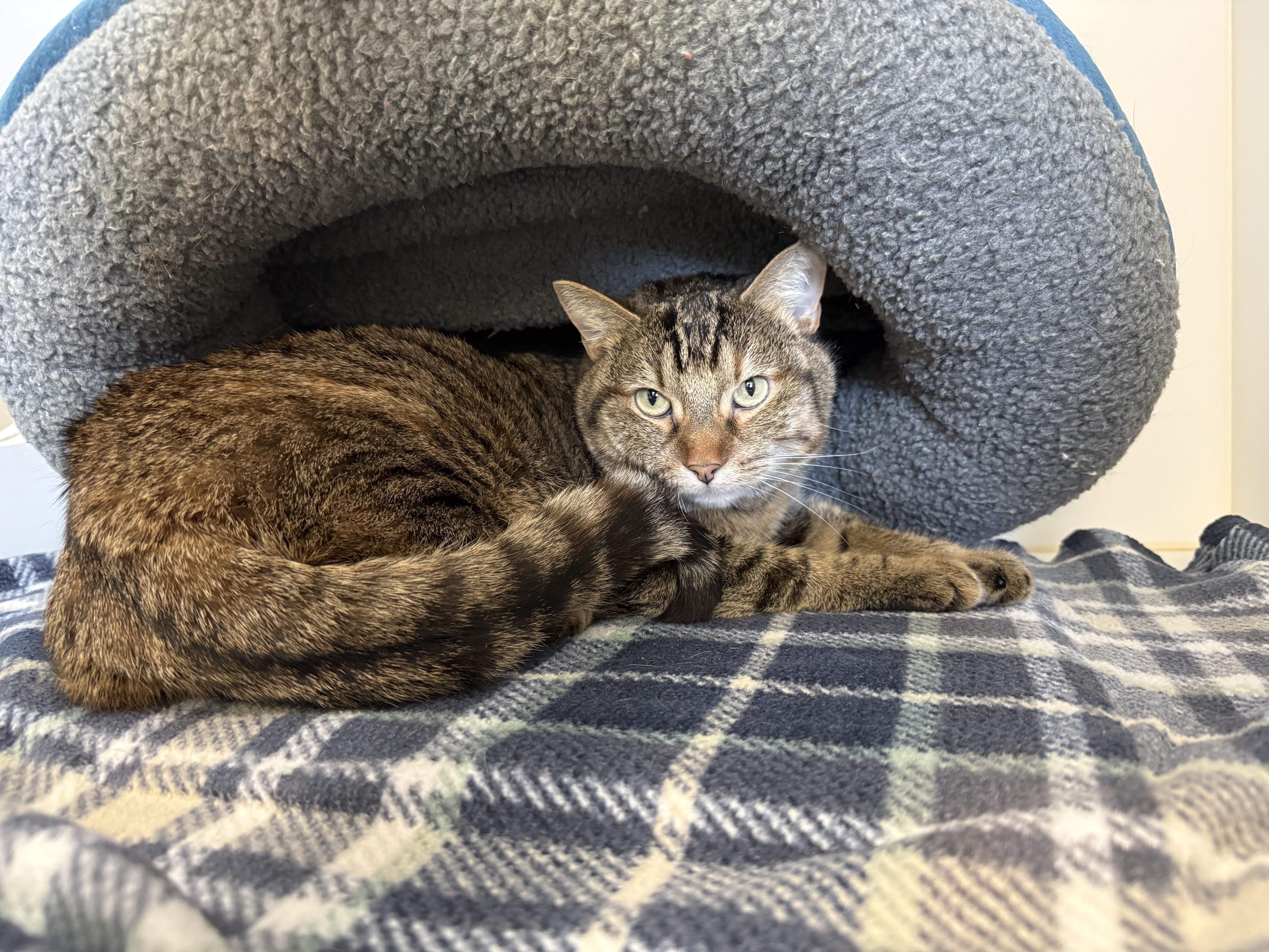 Hitch, a ADOPTABLE Tabby in Newport Beach, CA image 5/7
