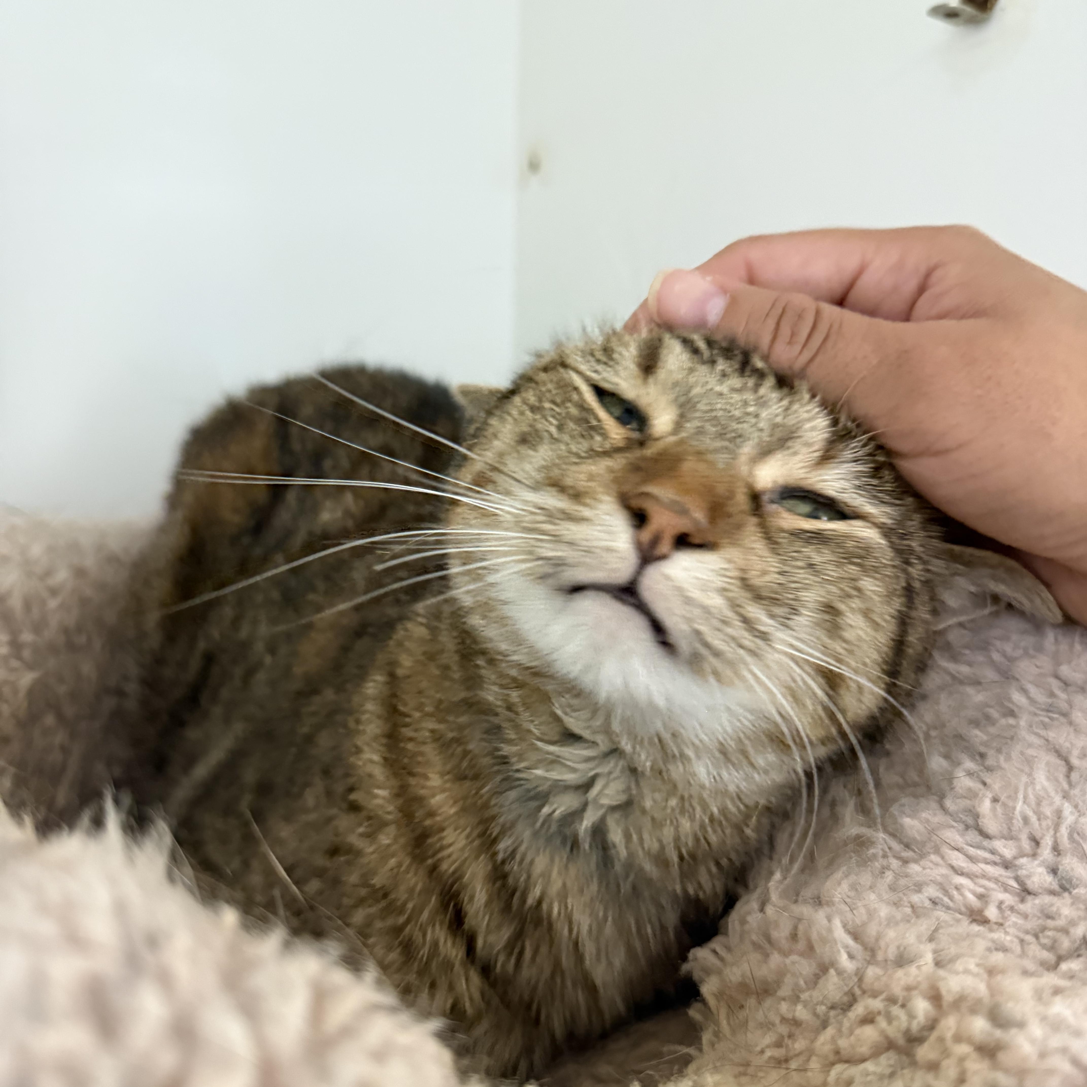 Enlarge Hitch, a Adoptable Tabby in Newport Beach, CA image 6/6