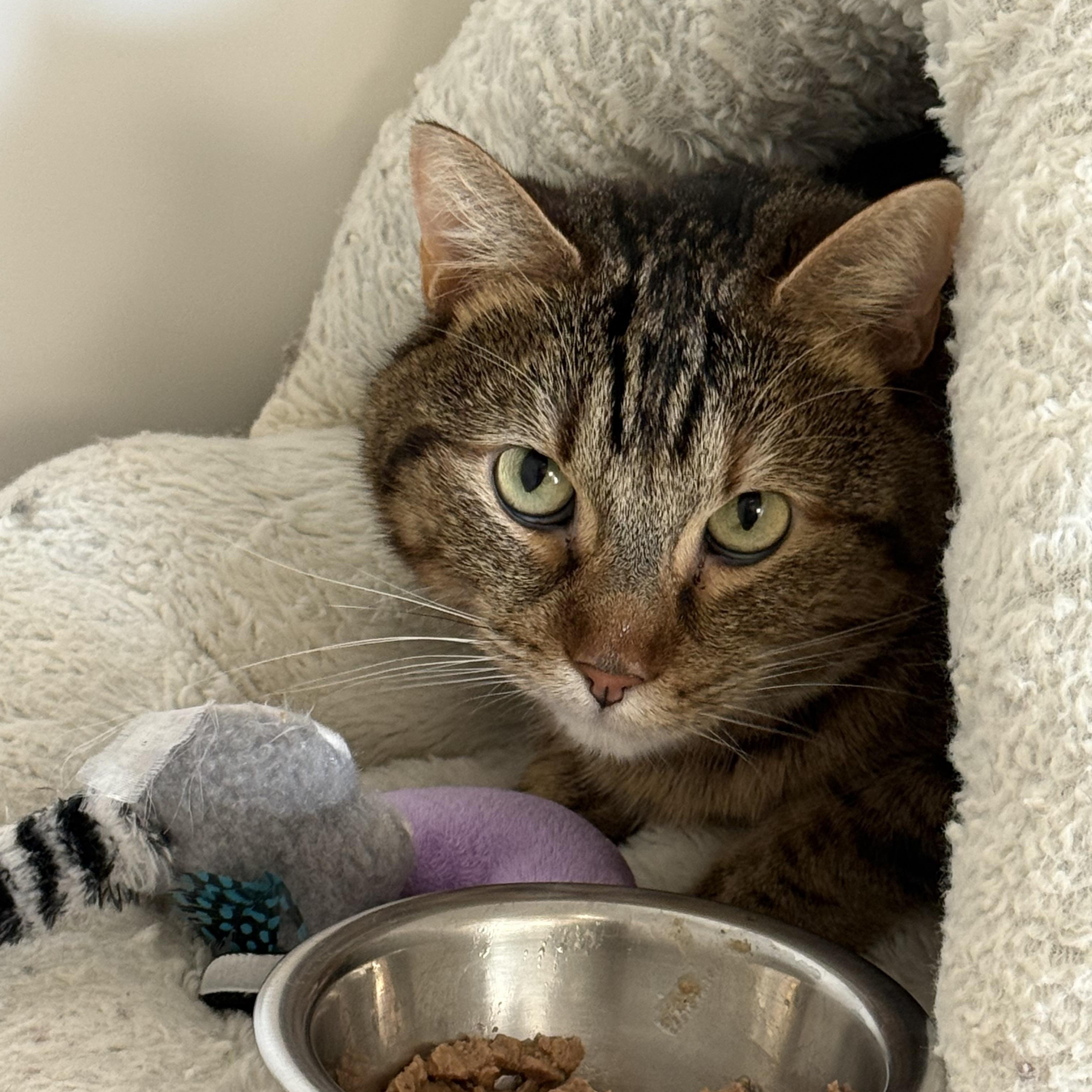 Hitch, ADOPTABLE, Adult Female Tabby.