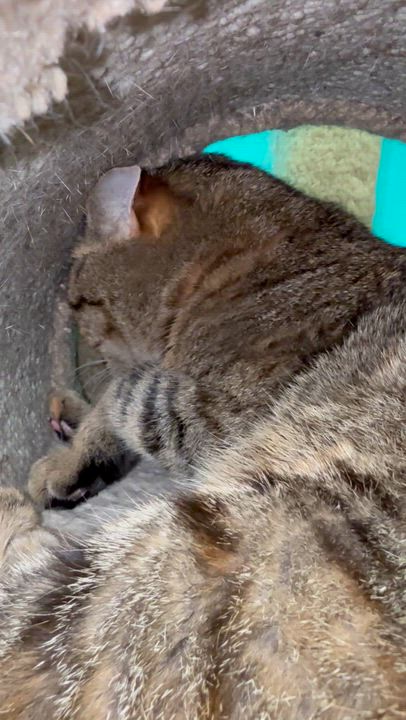 Enlarge Hitch, a ADOPTABLE Tabby in Newport Beach, CA video 2/7
