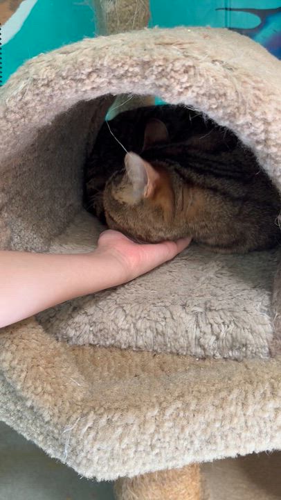 Enlarge Hitch, a ADOPTABLE Tabby in Newport Beach, CA video 4/7