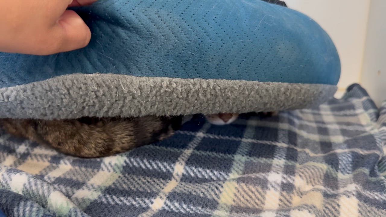 Enlarge Hitch, a ADOPTABLE Tabby in Newport Beach, CA video 7/7