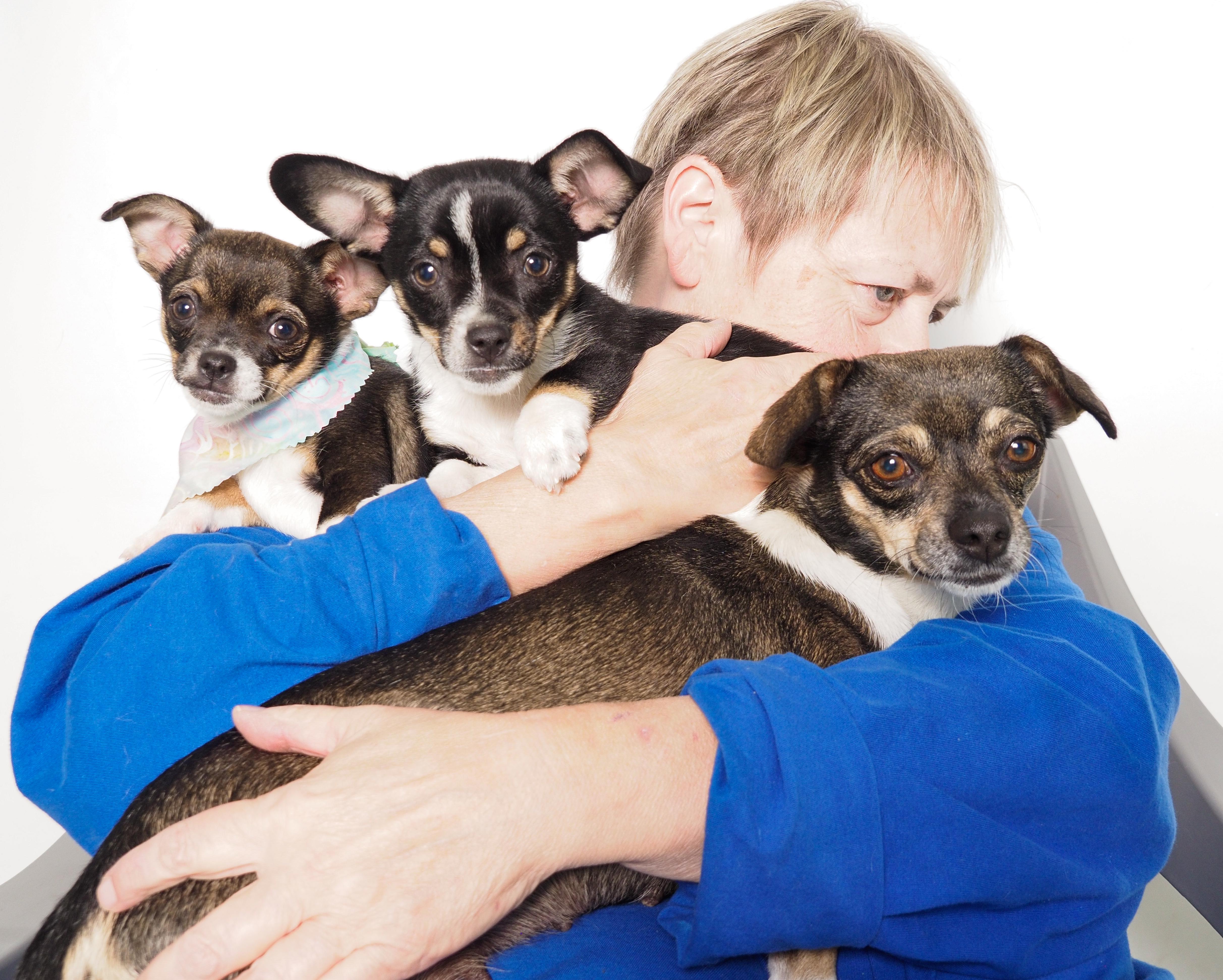 Enlarge Sparkles, a Adoptable mixed breed in PHOENIX, AZ image 5/6