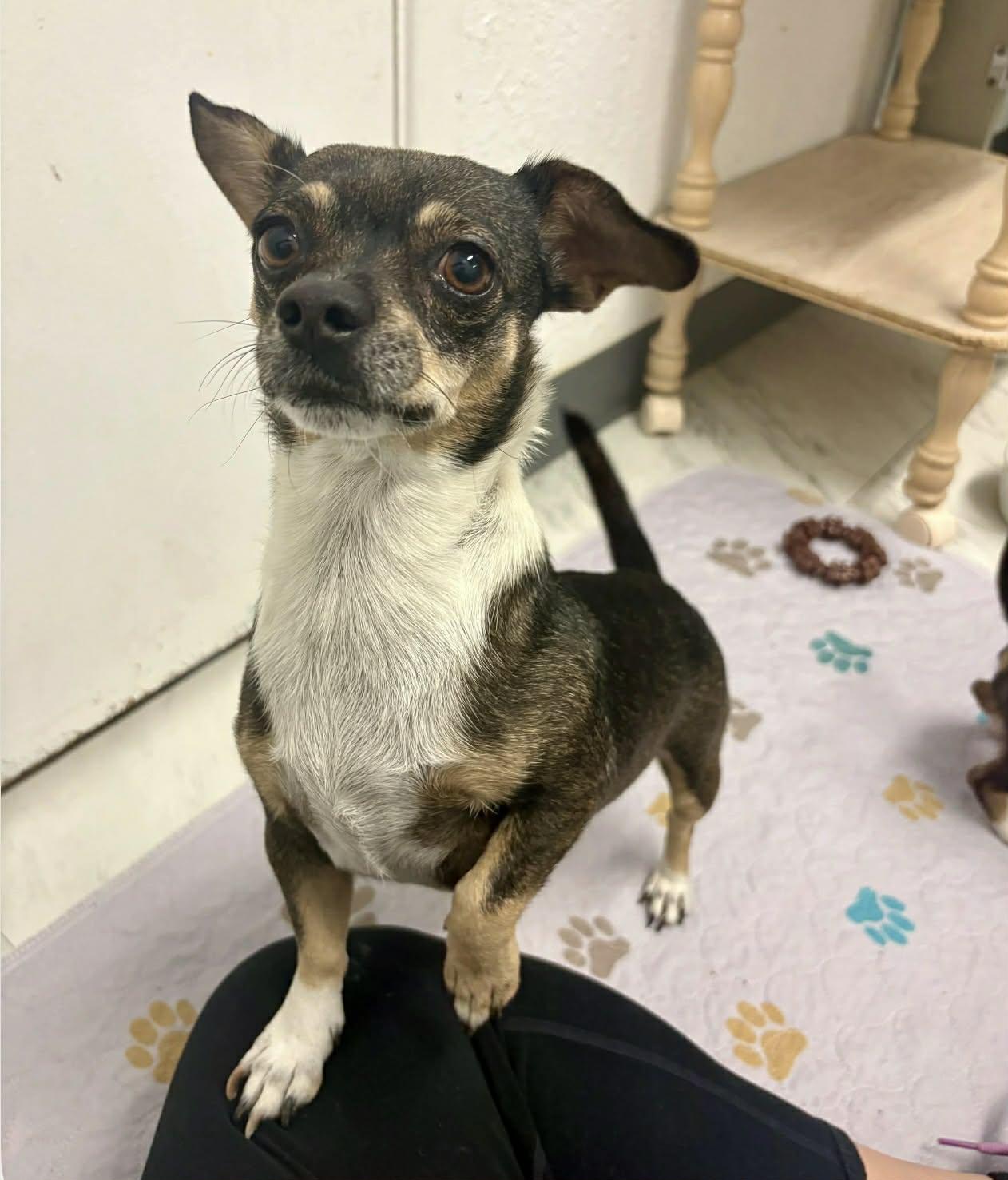 Enlarge Sparkles, a Adoptable mixed breed in PHOENIX, AZ image 6/6