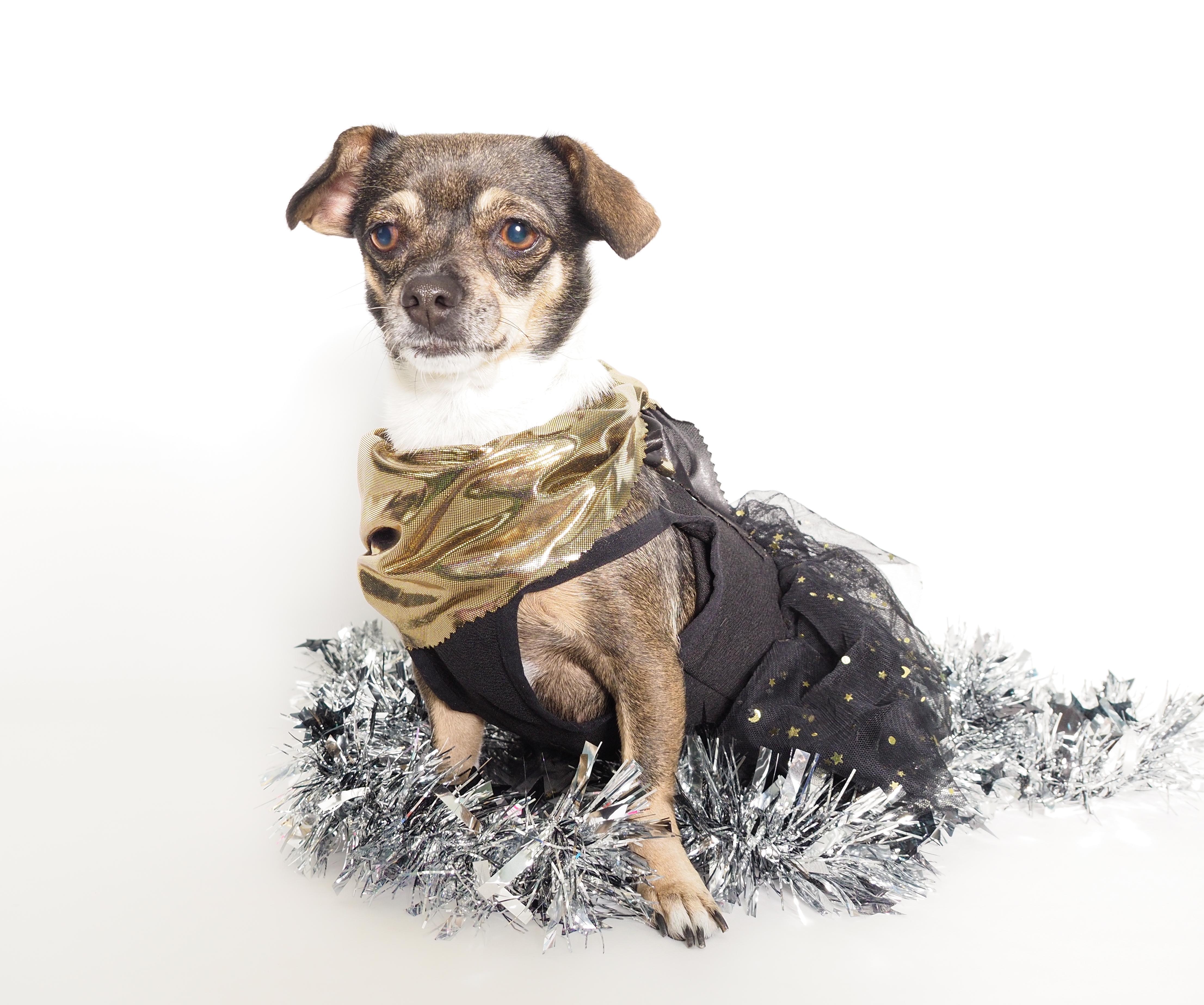 Enlarge Sparkles, a Adoptable mixed breed in PHOENIX, AZ image 2/6
