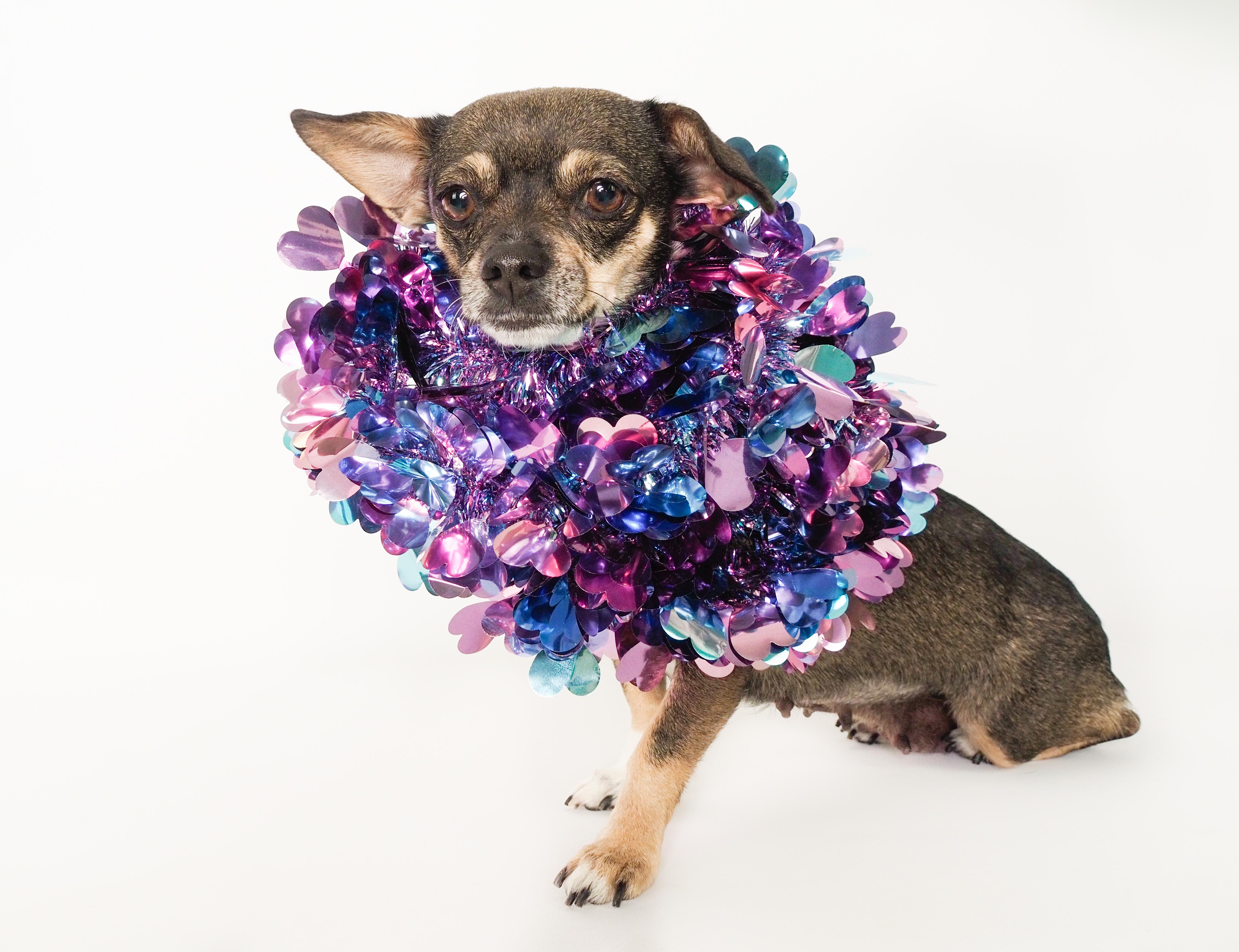 Sparkles, Adoptable, Young Female Chihuahua & Dachshund.
