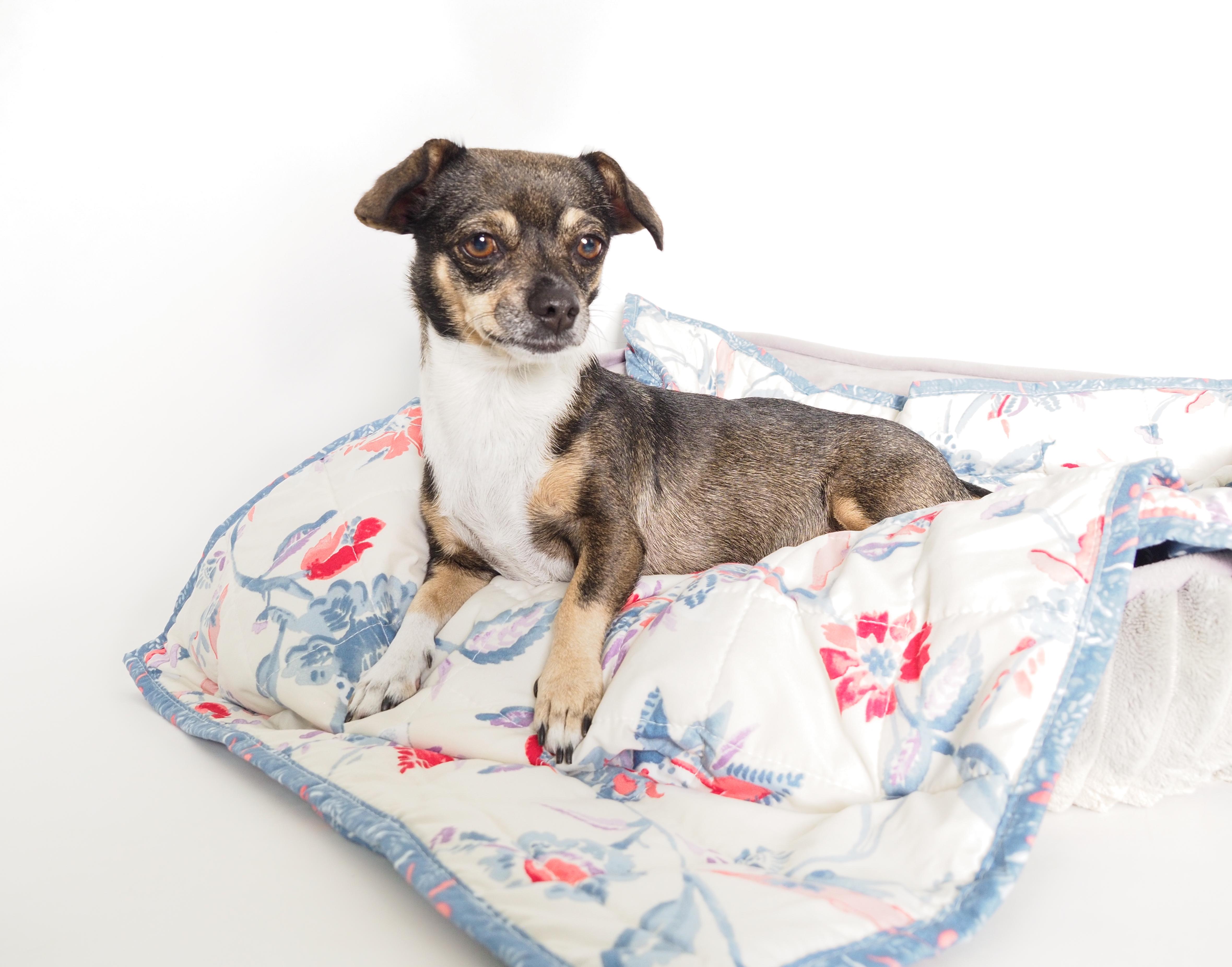 Enlarge Sparkles, a Adoptable mixed breed in PHOENIX, AZ image 4/6