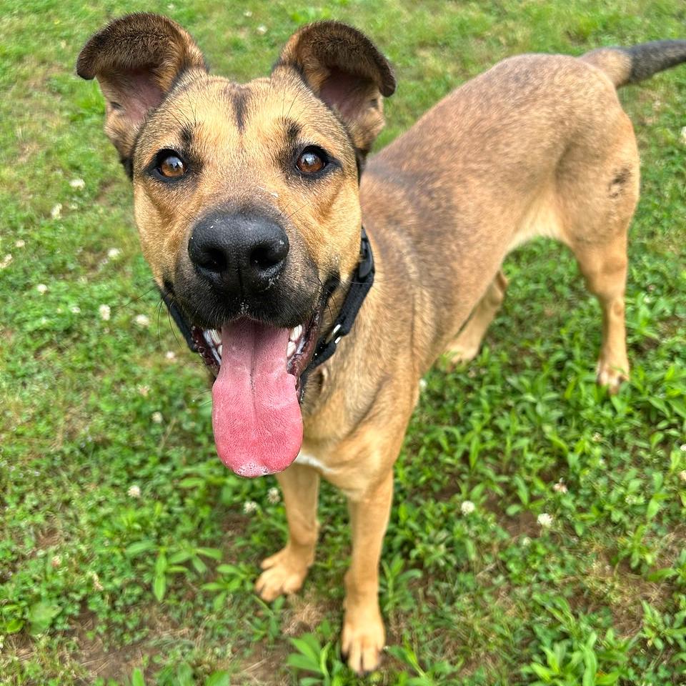 Bailey, a Adoptable Mixed Breed in Chattanooga, TN image 1/6