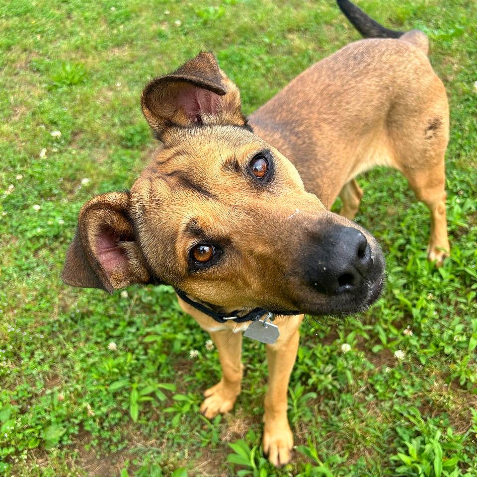 Bailey, a Adoptable Mixed Breed in Chattanooga, TN image 4/6