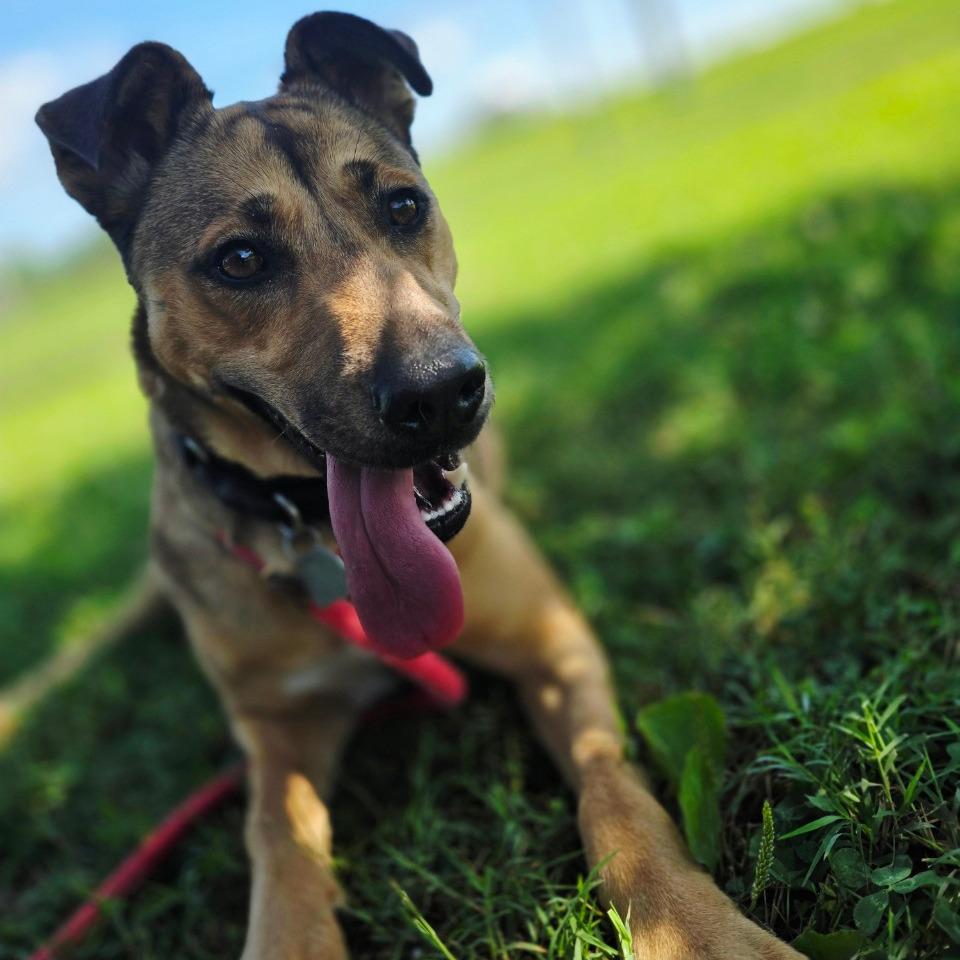 Bailey, a Adoptable Mixed Breed in Chattanooga, TN image 5/6