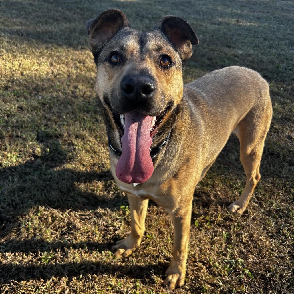 Bailey, a Adoptable Mixed Breed in Chattanooga, TN image 6/6