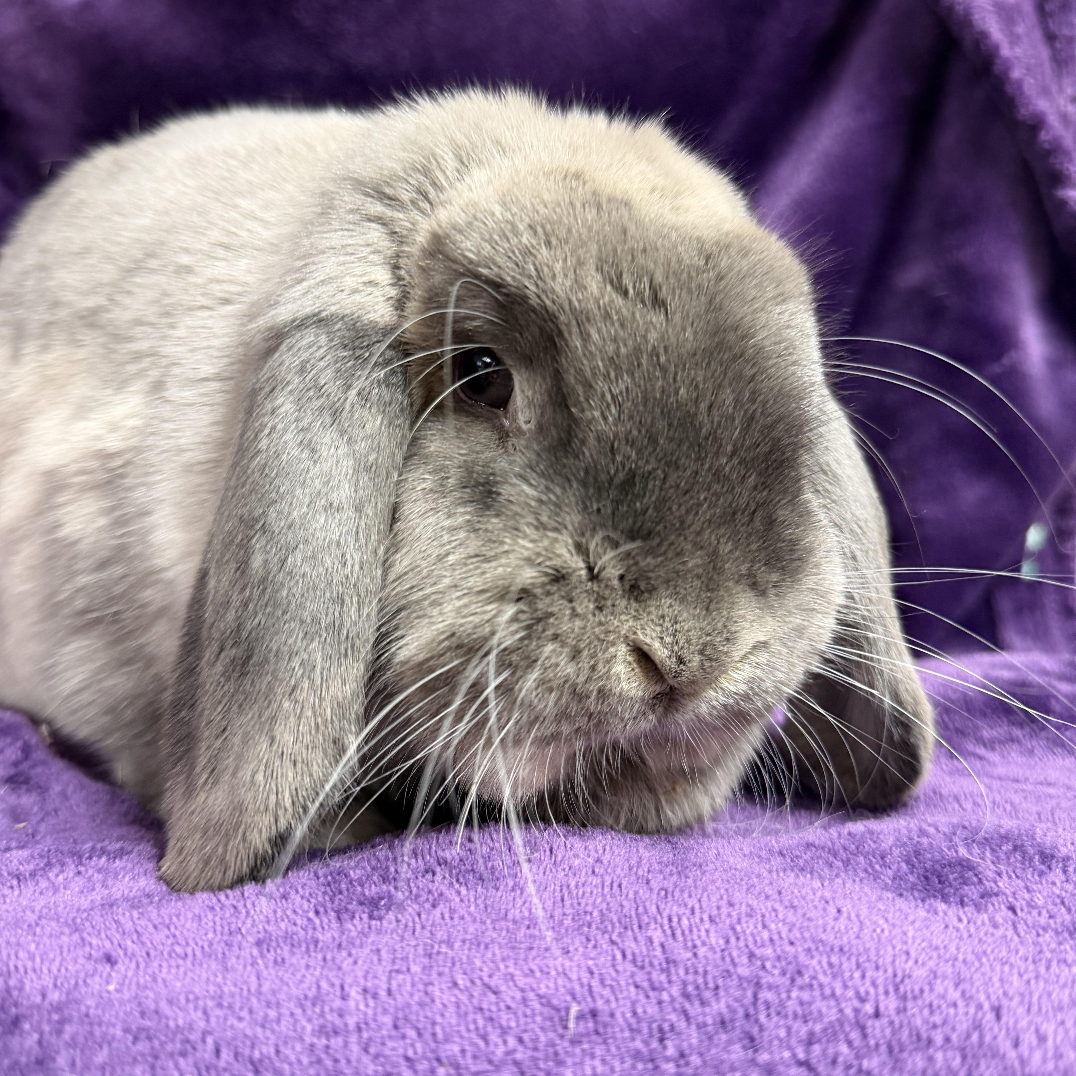 Grace: pending, adopted, Adult Female French Lop & Mini Lop.