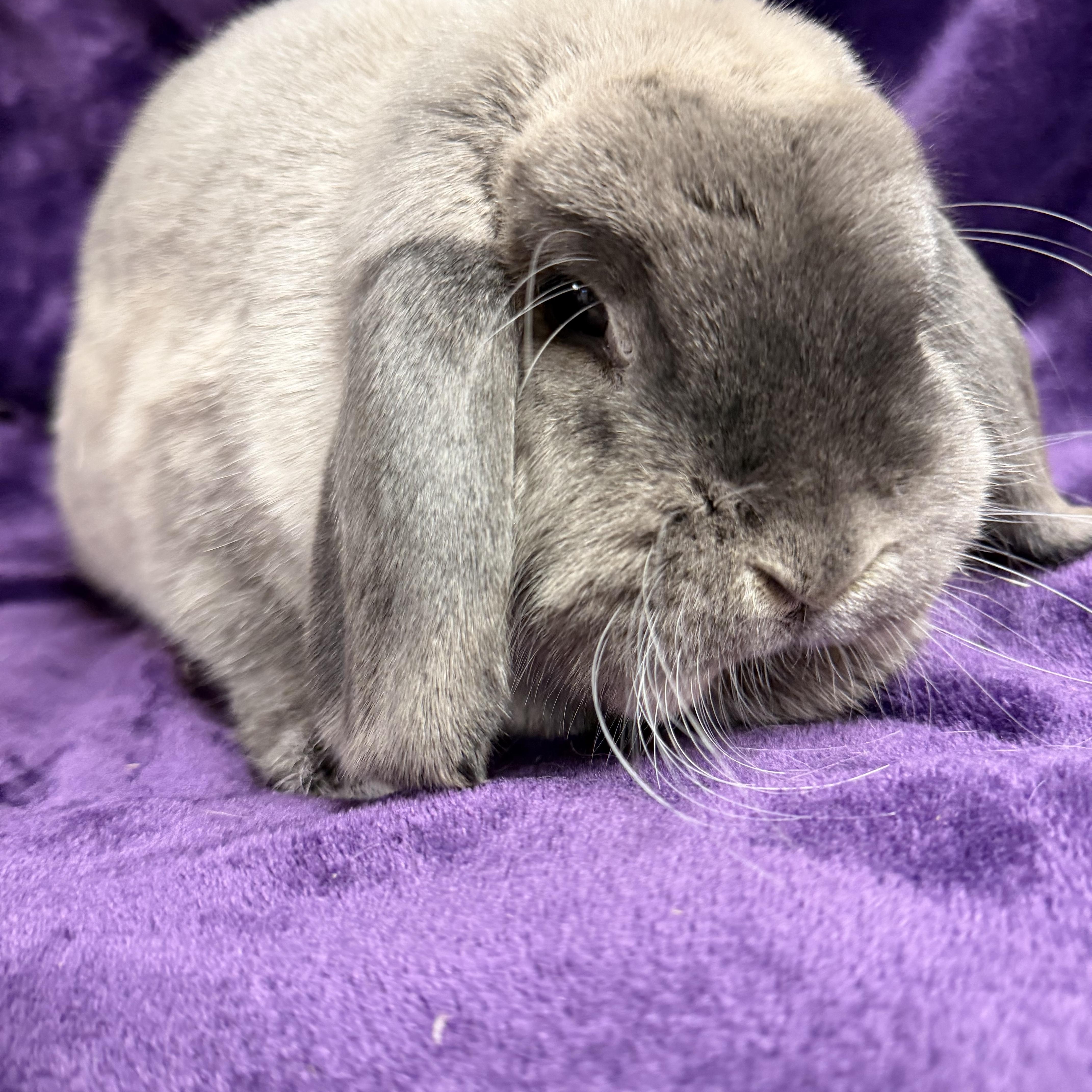 Grace: pending, an adopted mixed breed in Edinburg, PA image 3/6