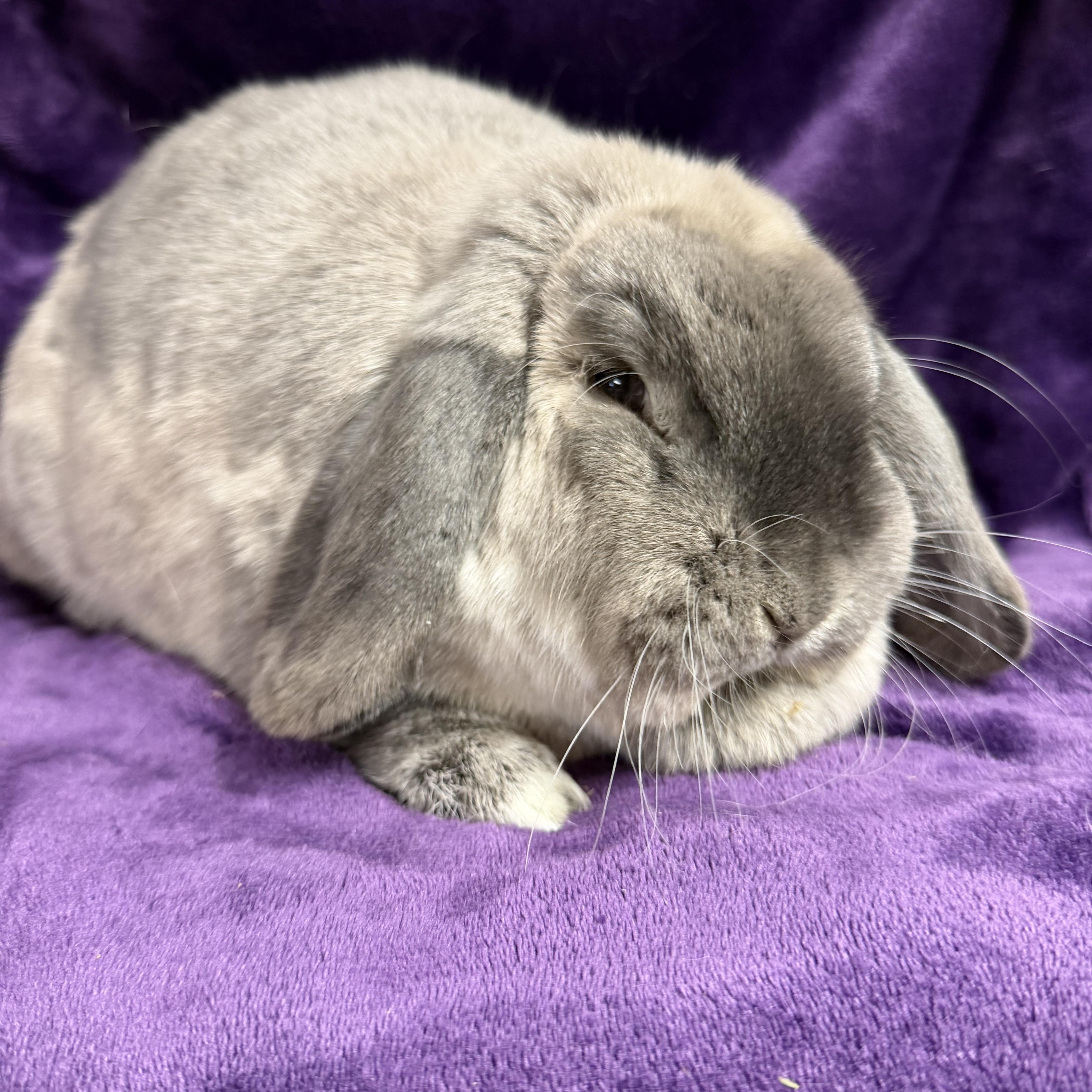 Grace: pending, an adopted mixed breed in Edinburg, PA image 6/6