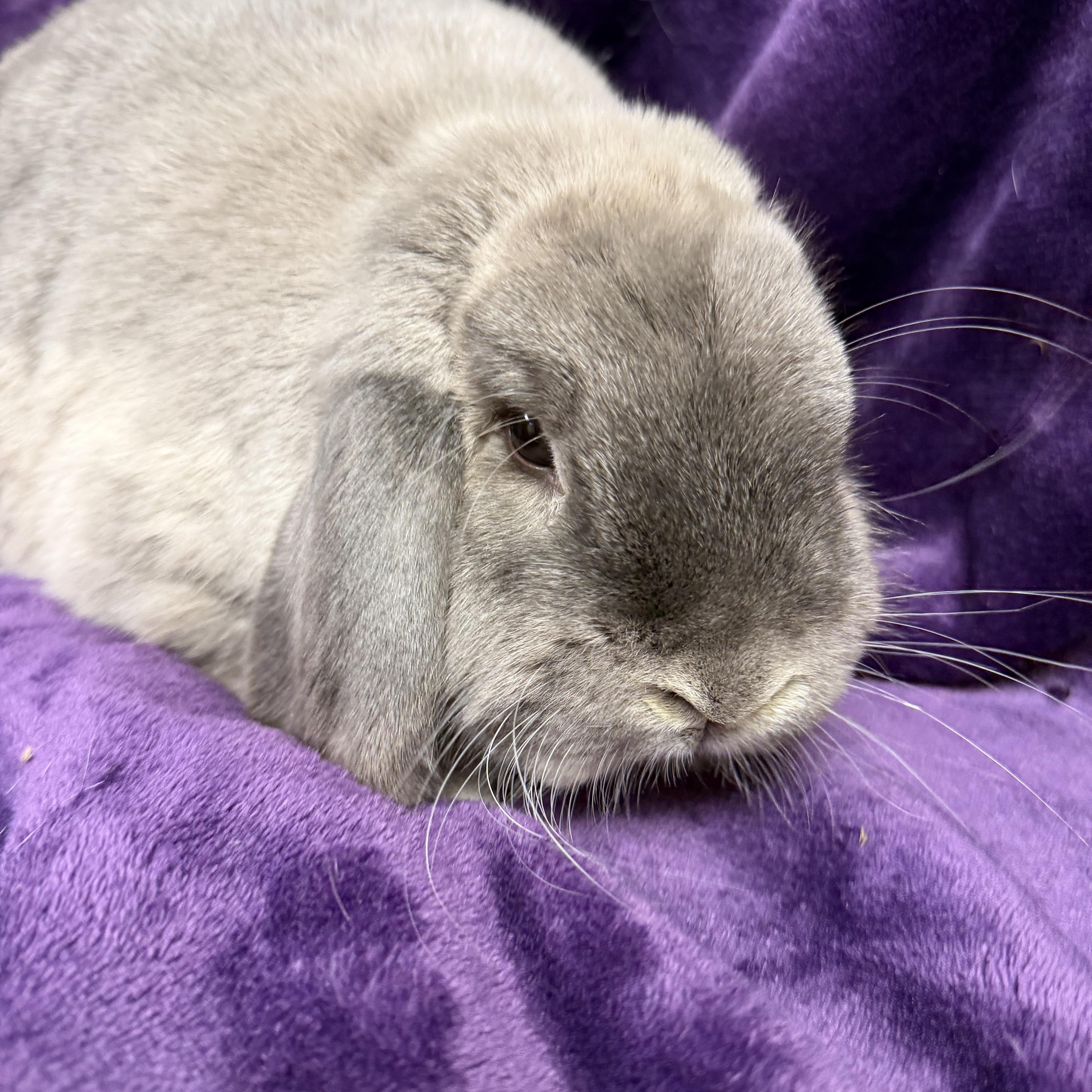 Grace: pending, an adopted mixed breed in Edinburg, PA image 2/6