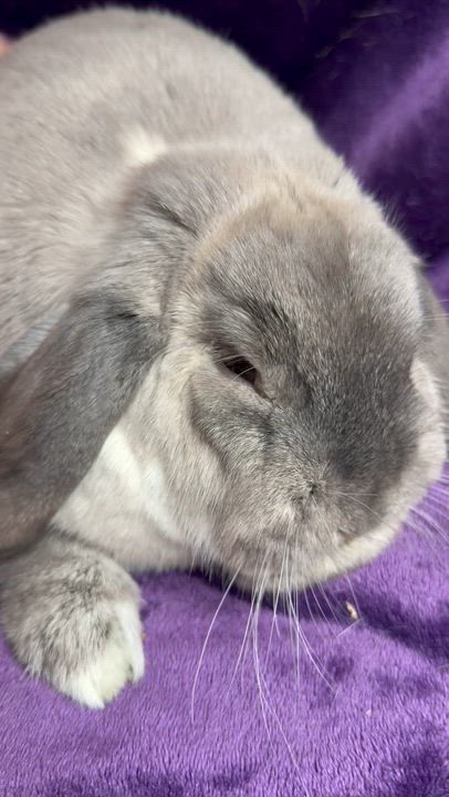 Enlarge Grace: pending, an adopted mixed breed in Edinburg, PA video 4/6