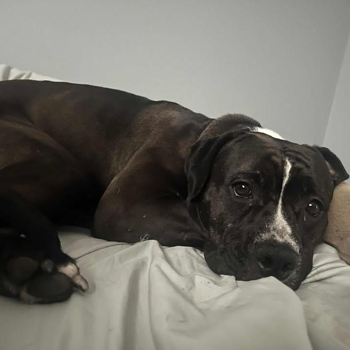 Lucy, Adoptable, Adult Female Mixed Breed.