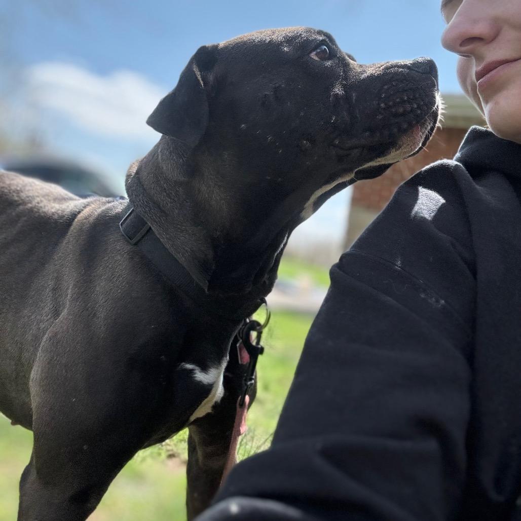 Enlarge Lucy, a Adoptable Mixed Breed in Franklin, TN image 2/6