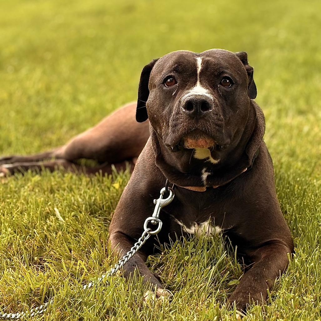 Enlarge Lucy, a Adoptable Mixed Breed in Franklin, TN image 4/6