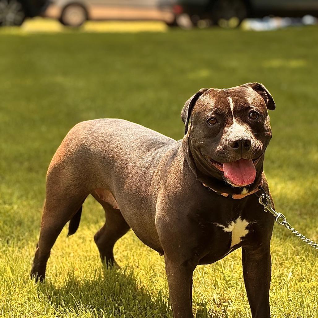 Enlarge Lucy, a Adoptable Mixed Breed in Franklin, TN image 5/6