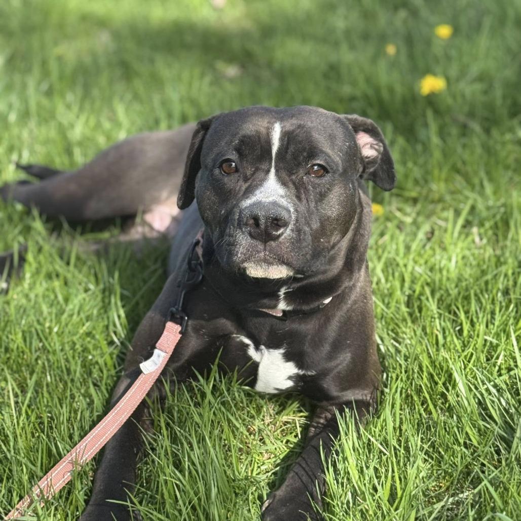 Enlarge Lucy, a Adoptable Mixed Breed in Franklin, TN image 6/6