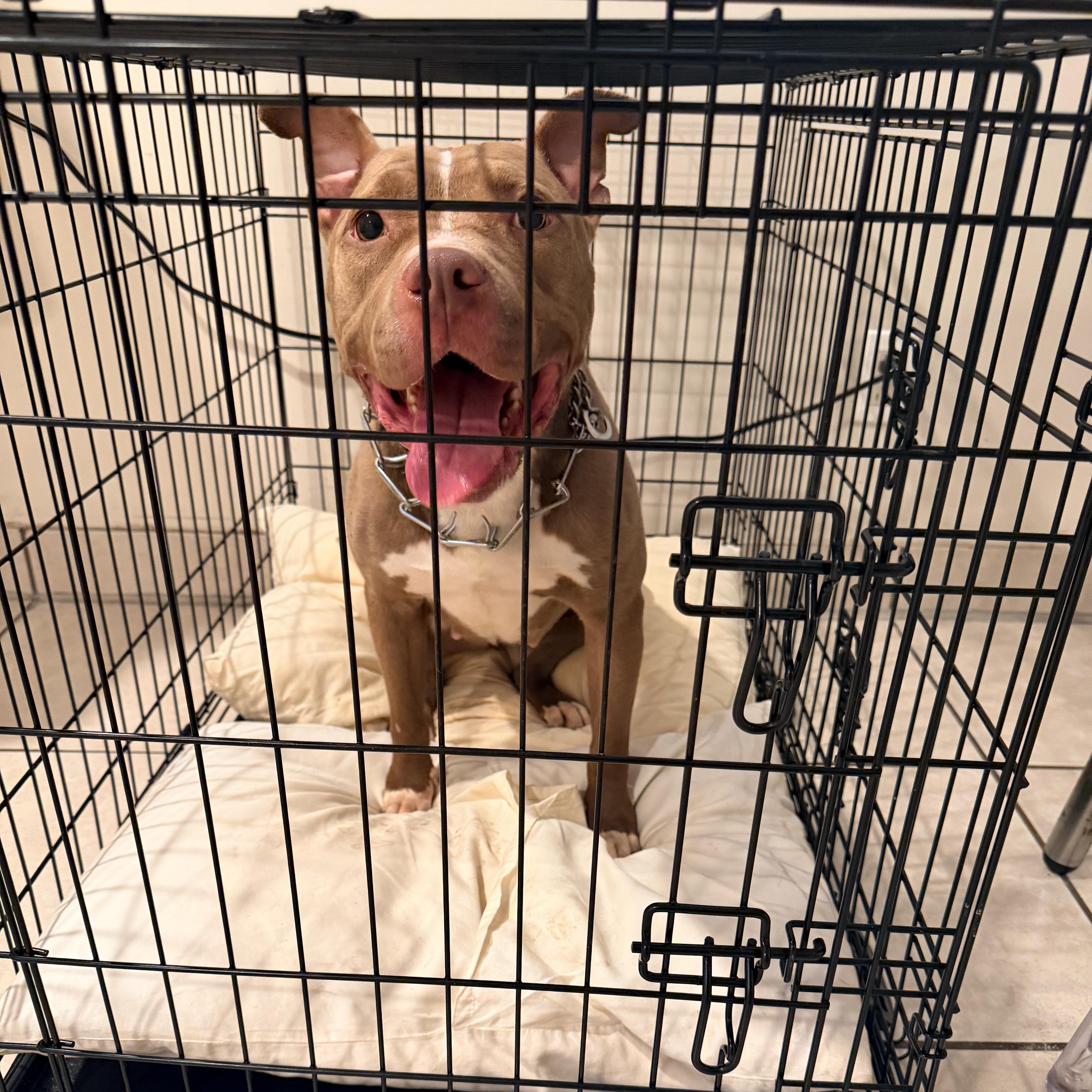 DAISY, a ADOPTABLE Pit Bull Terrier in Staten Island, NY image 5/5