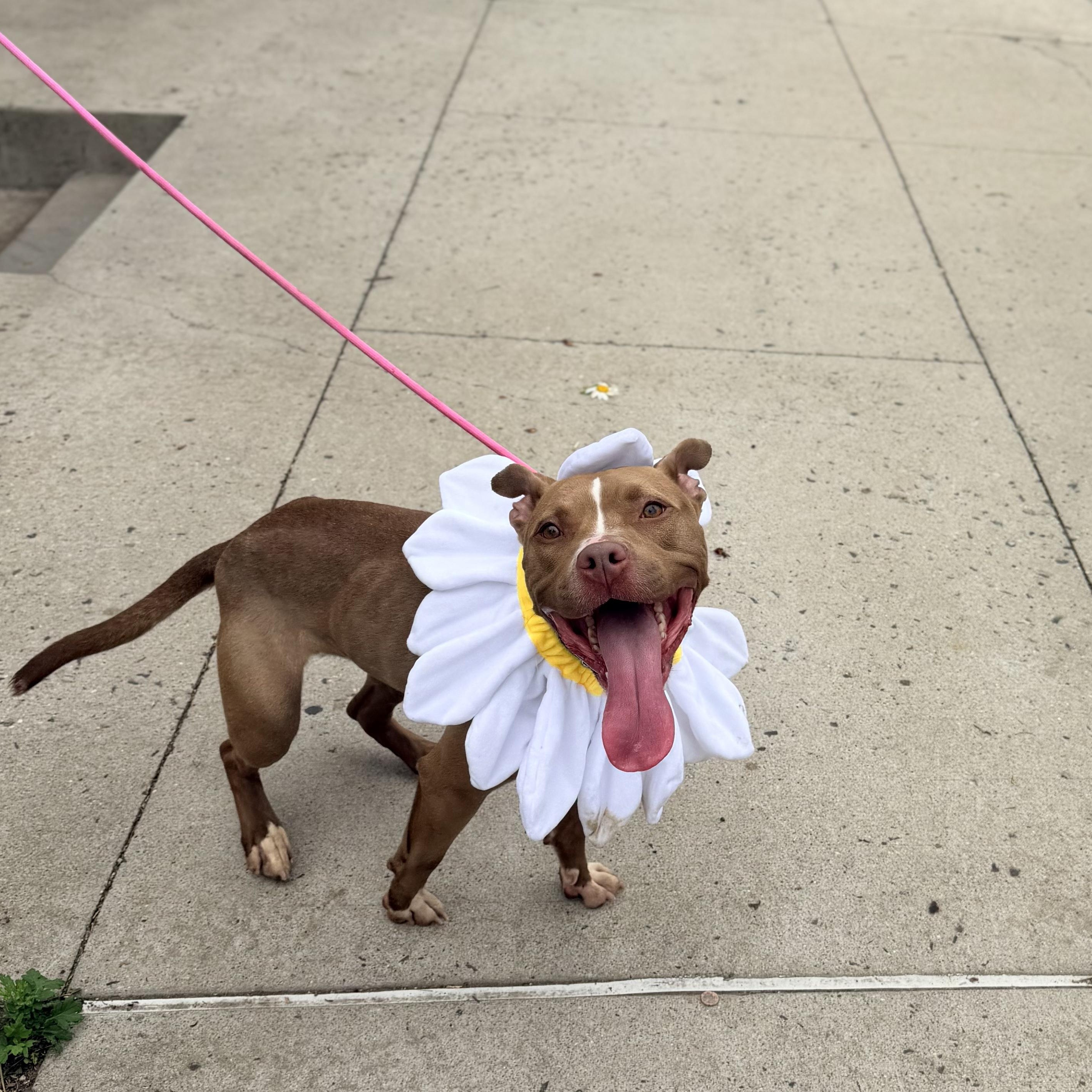 DAISY, a ADOPTABLE Pit Bull Terrier in Staten Island, NY image 3/5