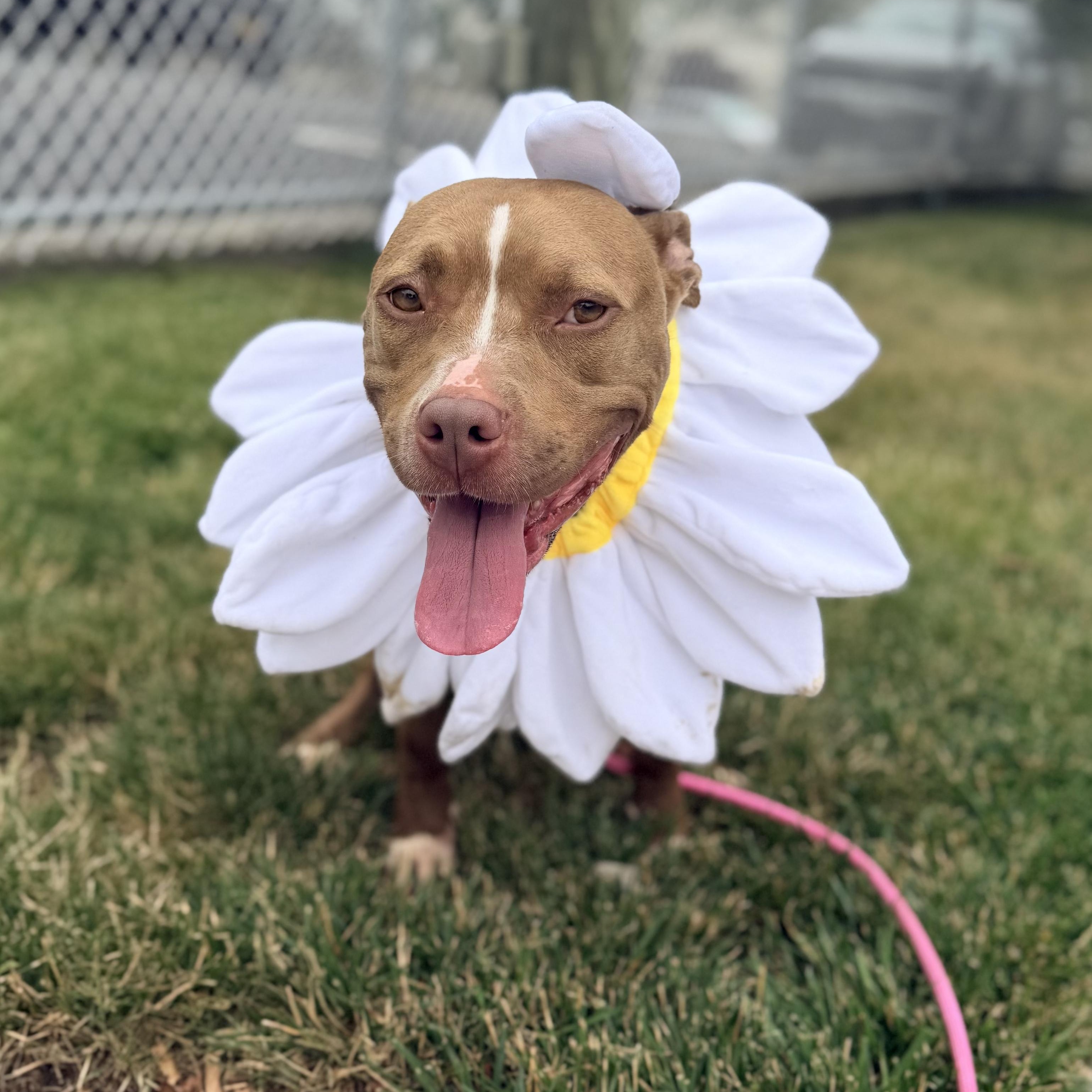 DAISY, a ADOPTABLE Pit Bull Terrier in Staten Island, NY image 2/5