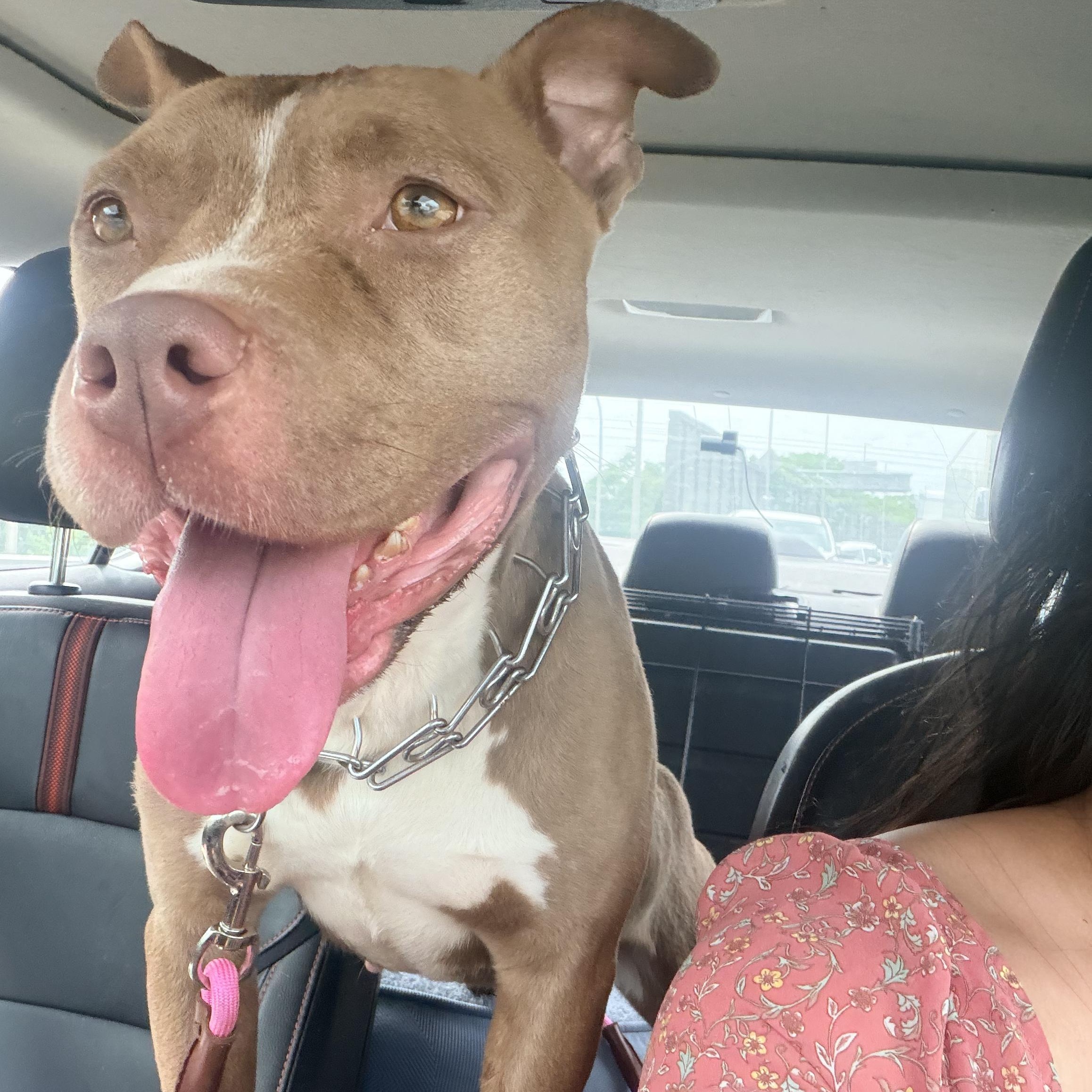 DAISY, a ADOPTABLE Pit Bull Terrier in Staten Island, NY image 4/5