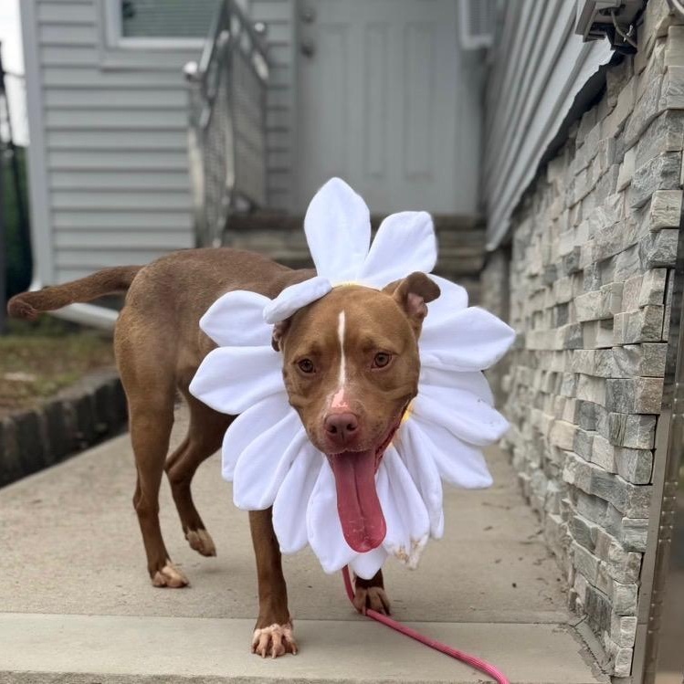 DAISY, ADOPTABLE, Young Female Pit Bull Terrier.