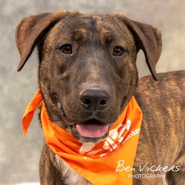 Enlarge BILL, a Adoptable mixed breed in Albuquerque, NM image 1/1