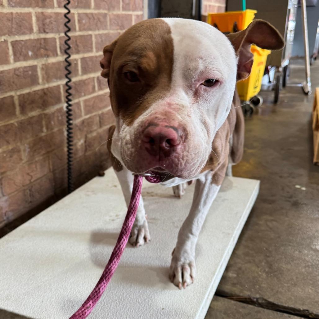 Frankie — thumbnail 2