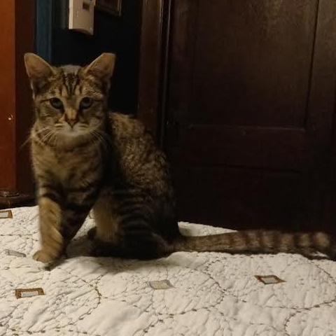 Chinchilla And Lucy thumbnail 3