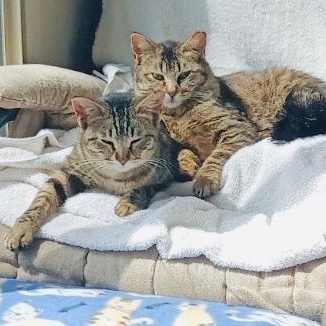 Chinchilla And Lucy photo 1