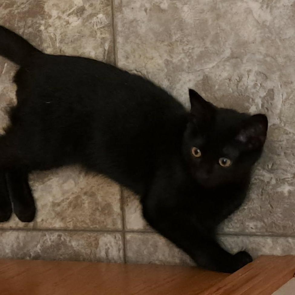 Enlarge Nyx, a Adoptable Domestic Short Hair in Alma, WI image 1/6