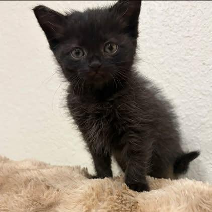 Enlarge Nyx, a Adoptable Domestic Short Hair in Alma, WI image 2/6