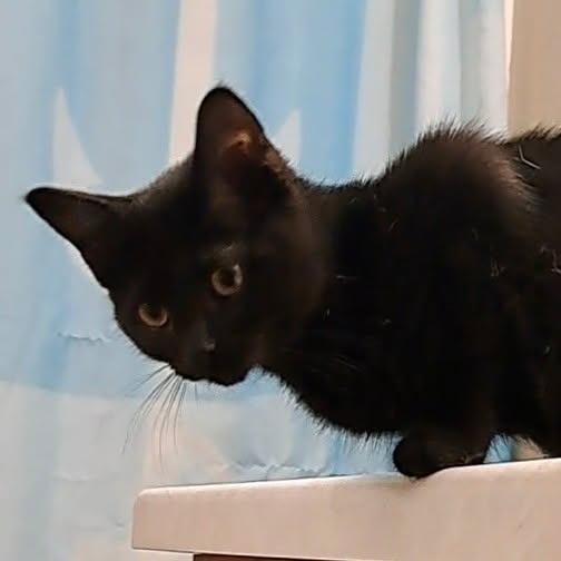 Enlarge Nyx, a Adoptable Domestic Short Hair in Alma, WI image 3/6