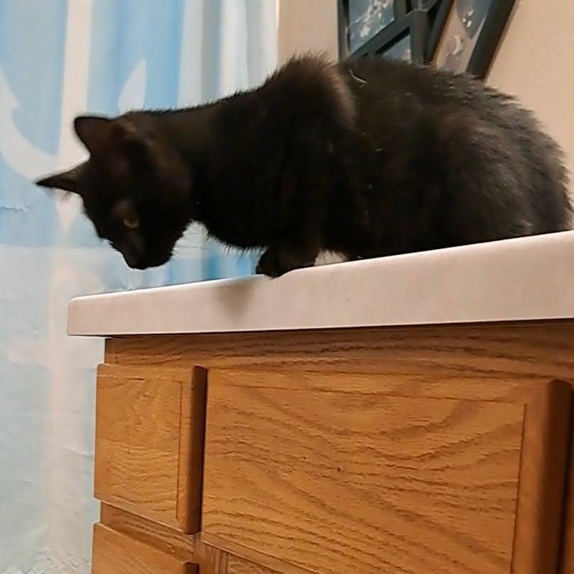 Enlarge Nyx, a Adoptable Domestic Short Hair in Alma, WI image 5/6